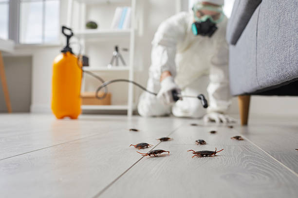 Affordable Termite Control solutions in Aberdeen, OH